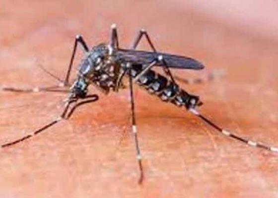 लामखुट्टे भगाउन अपनाउनुहोस् यी घरेलु उपाय