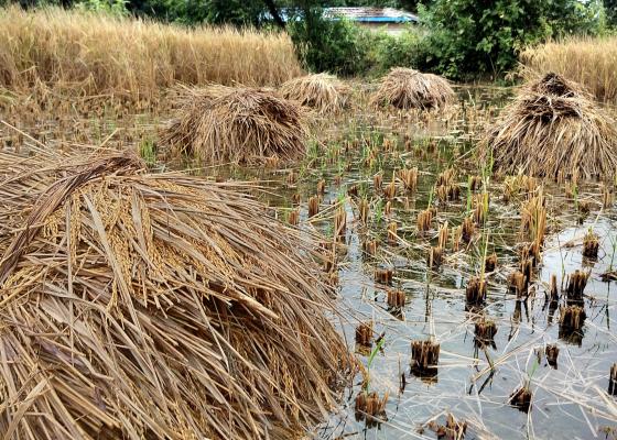 वर्षाले पाकेको धान भित्र्याउन नपाउँदा किसान चिन्तित वर्षाले पाकेको धान भित्र्याउन नपाउँदा किसान चिन्तित