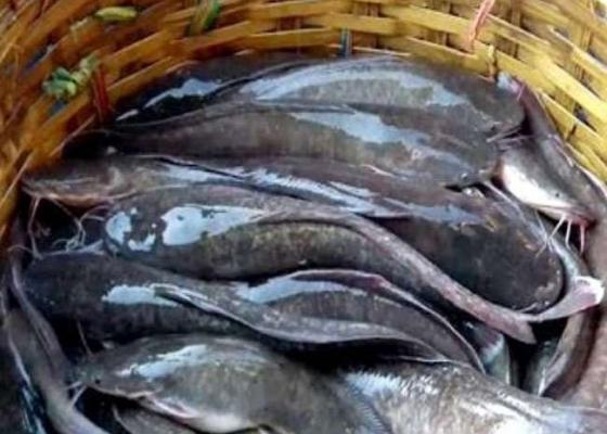 गोलबजारमा भारतीय बजारबाट अवैधरुपमा ल्याइएको माङ्गुर माछा विक्रि–वितरणमा रोक गोलबजारमा भारतीय बजारबाट अवैधरुपमा ल्याइएको माङ्गुर माछा विक्रि–वितरणमा रोक