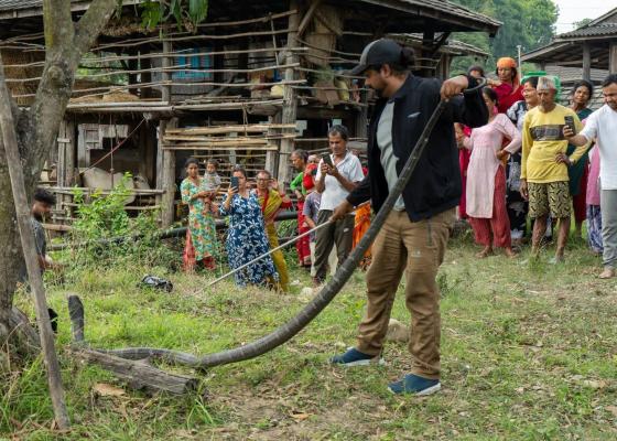 बर्दिवासबाट ११ फिट लामो राजगोमनको उद्धार