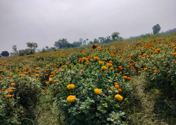 भारतीय फूलले मधेसमा माली समुदायको पुर्ख्यौली पेसा सङ्कटमा भारतीय फूलले मधेसमा माली समुदायको पुर्ख्यौली पेसा सङ्कटमा