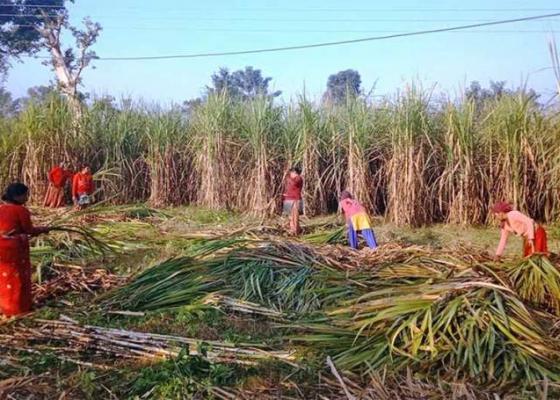 उखुको विकल्प खोज्दै महोत्तरीका किसान