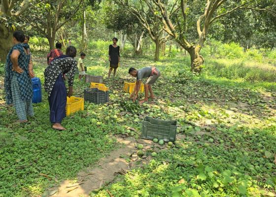 सिरहाका किसानलाई आँप बजार पुर्याउने चटारो